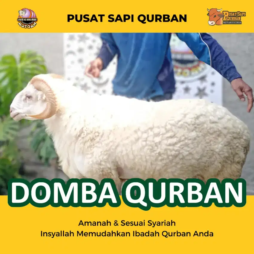 Domba Qurban Ready Stok Kirim Hidup Jabodetabek