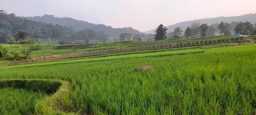 Dijual Murah Tanah Sawah Pinggir Jl 1926 m2 SHM View Bagus Purwakarta