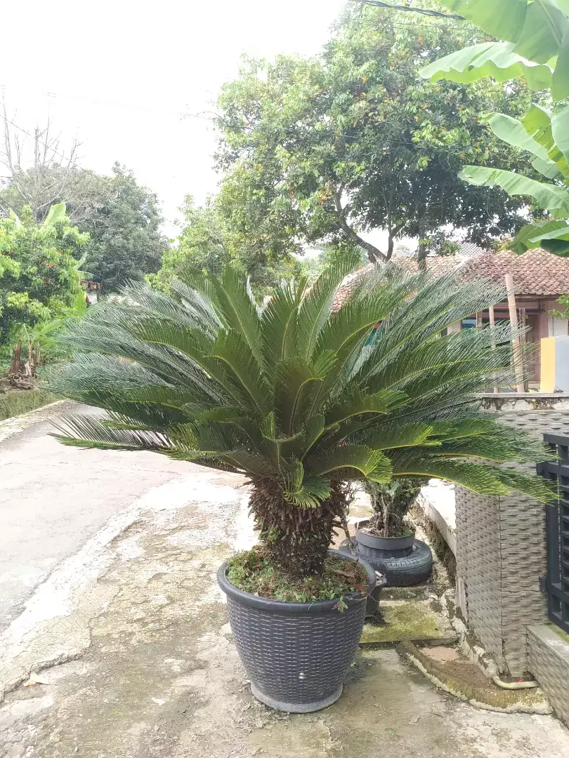 CIKAS JUMBO tanaman hias
