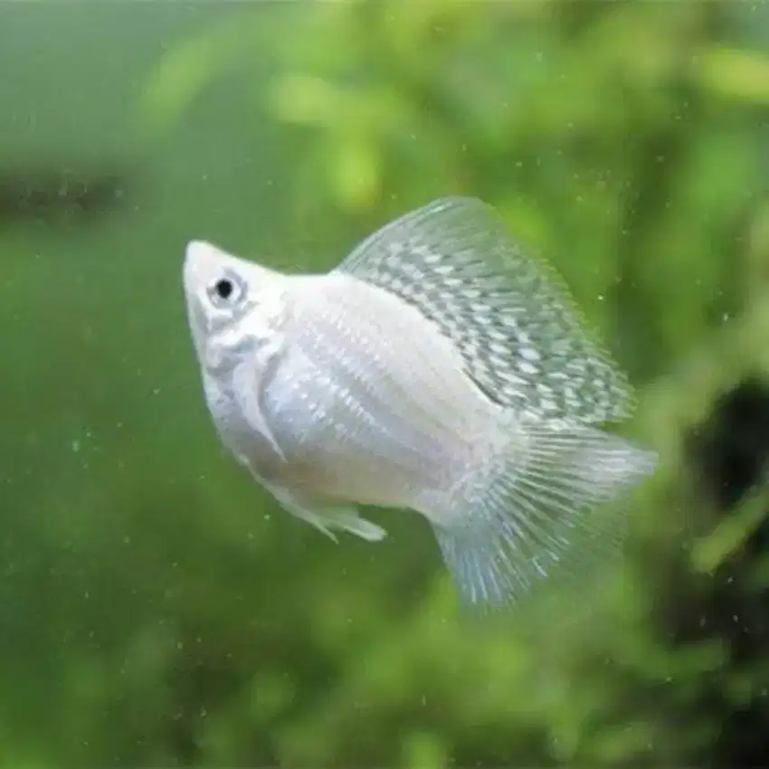 Ikan Molly Balon Platinum