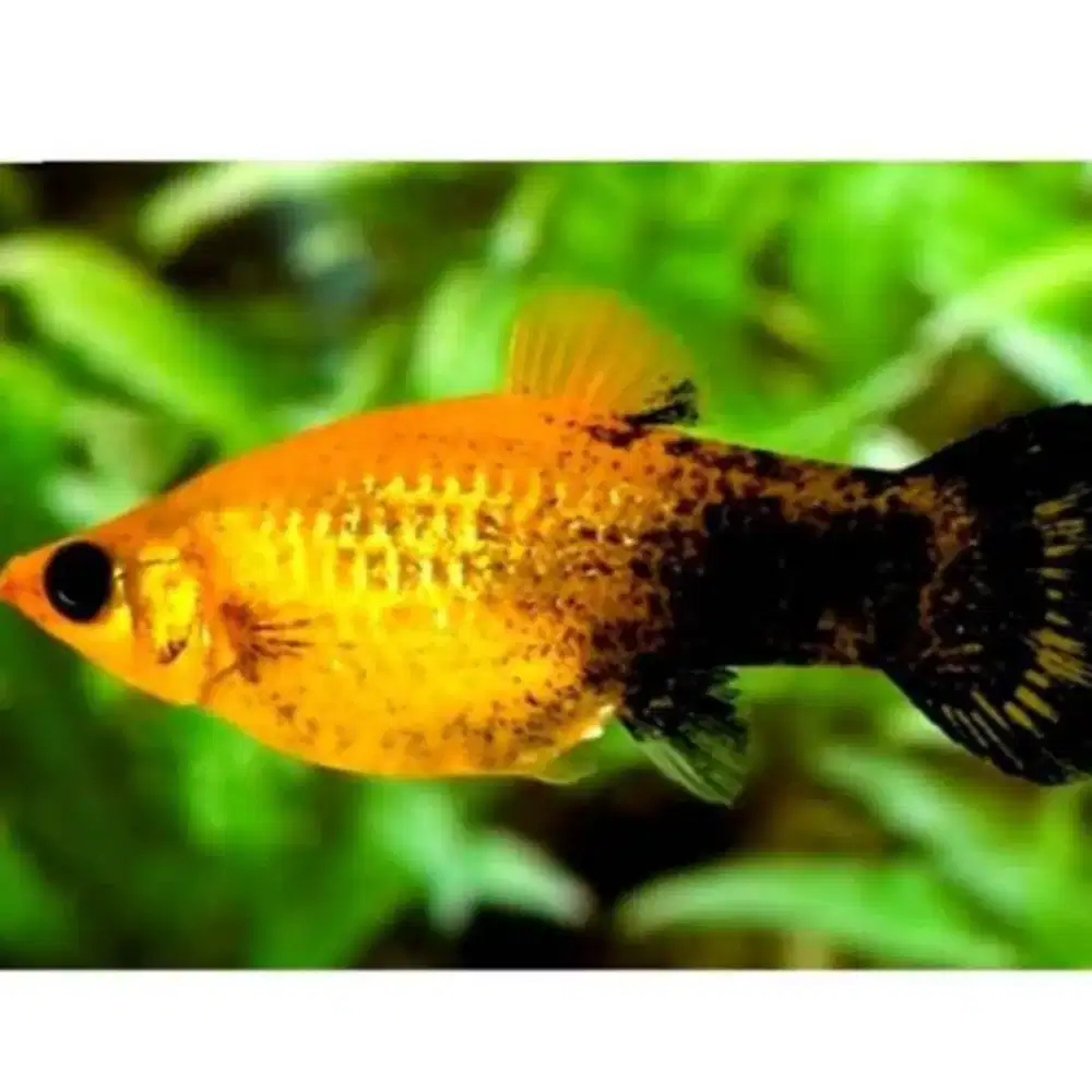 Ikan Molly Golden Black