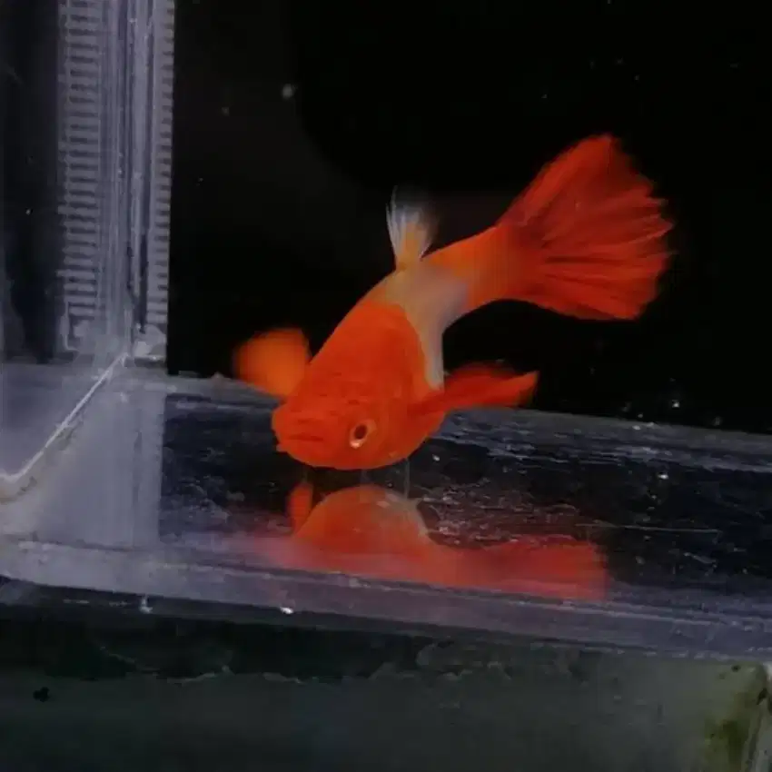 Ikan Guppy Albino Koi