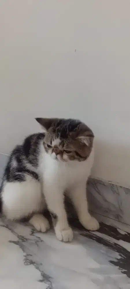 Kucing Persia exotic shaorthair