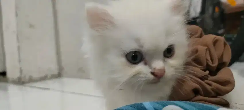 Kucing Persia putih jantan ,umur 3 bulan