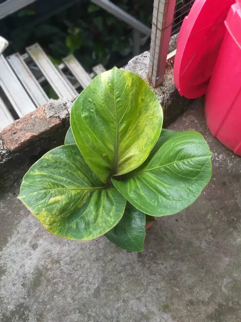Jemani cobra gendeng varigata