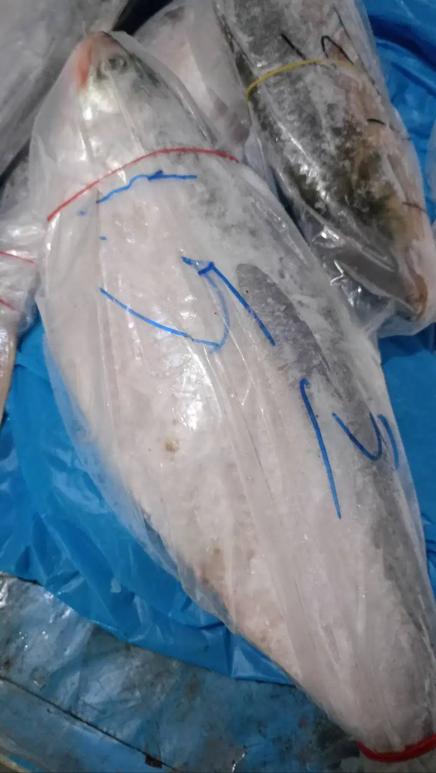 Ikan Trubuk Frozen asal pane