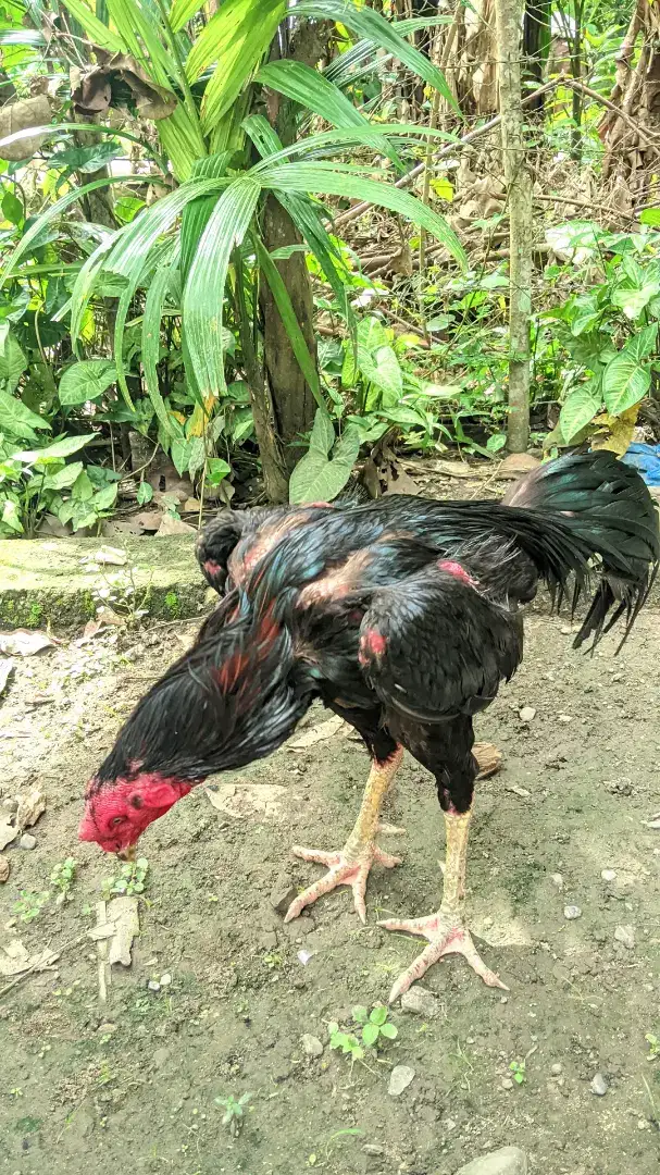Ayam Bangkok siap main