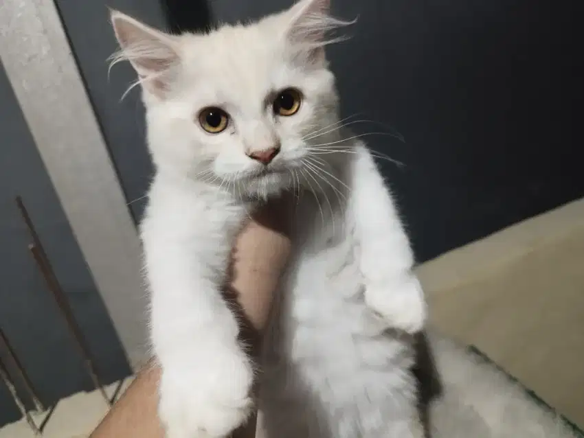 Kucing Persia Jantan 2 Ekor