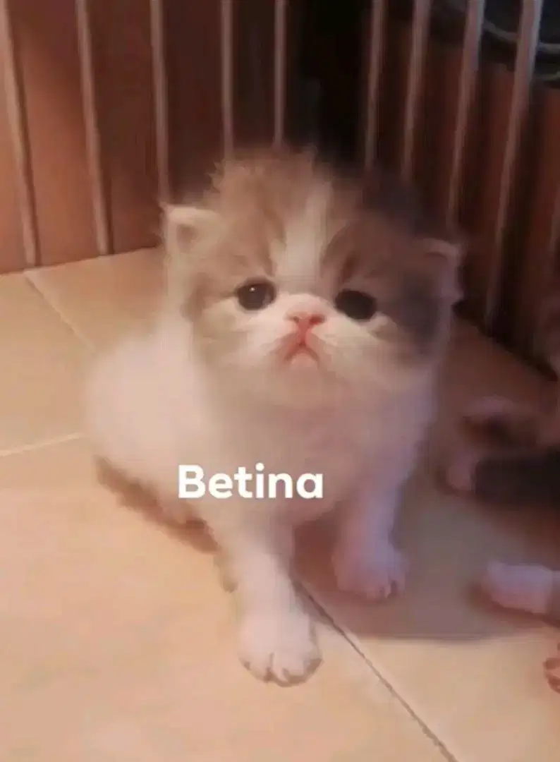 Kucing Persia Peaknose