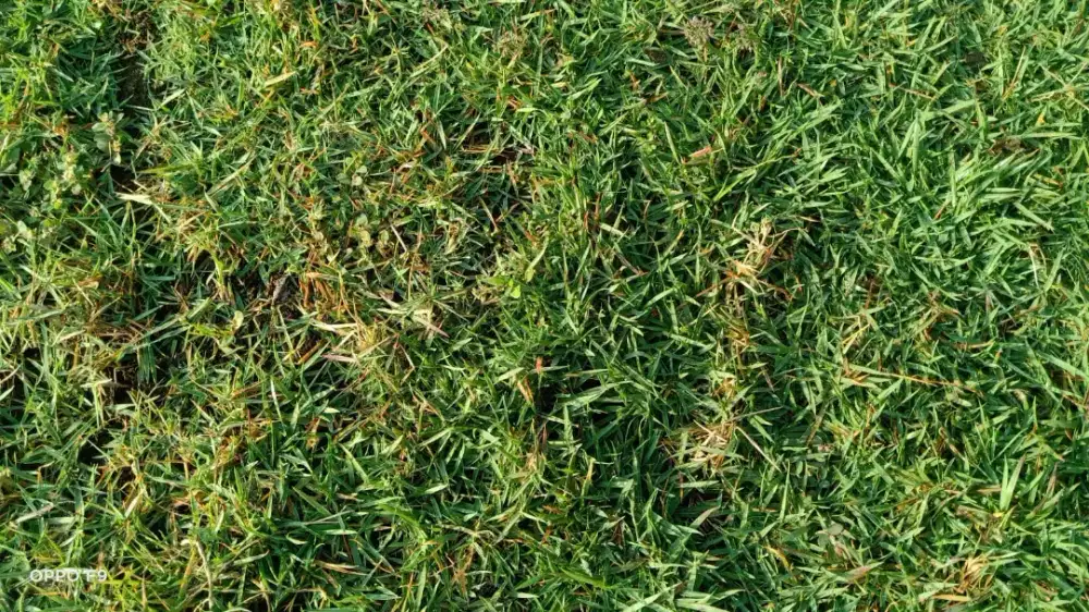 Jual rumput lapangan sepak bola batang termurah