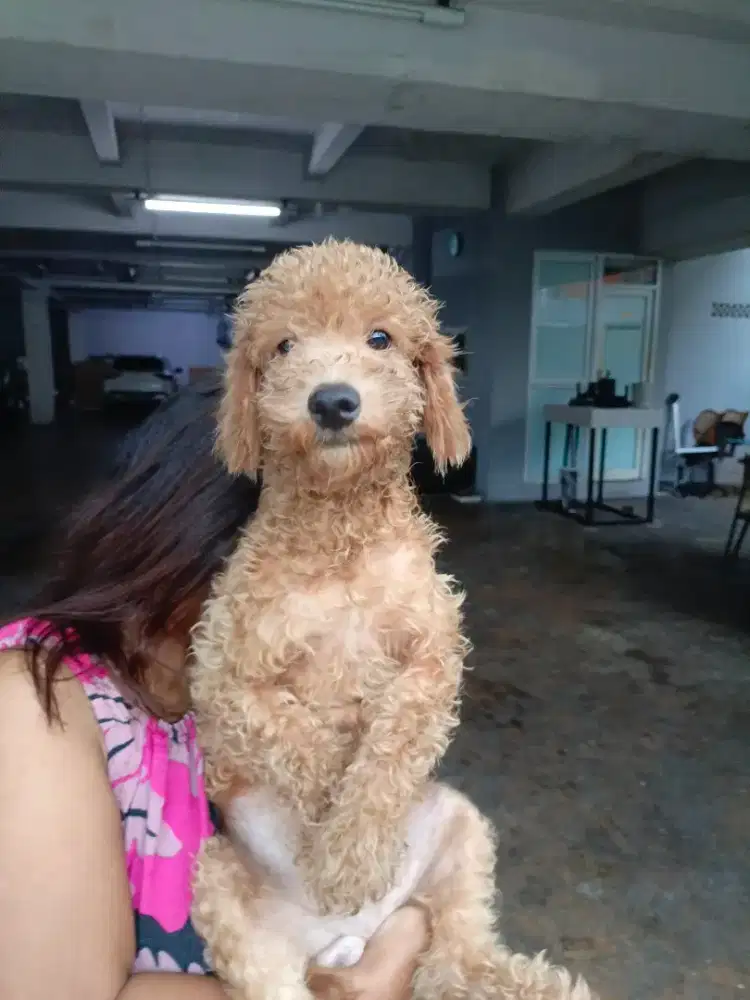 Jual murah podle jntan