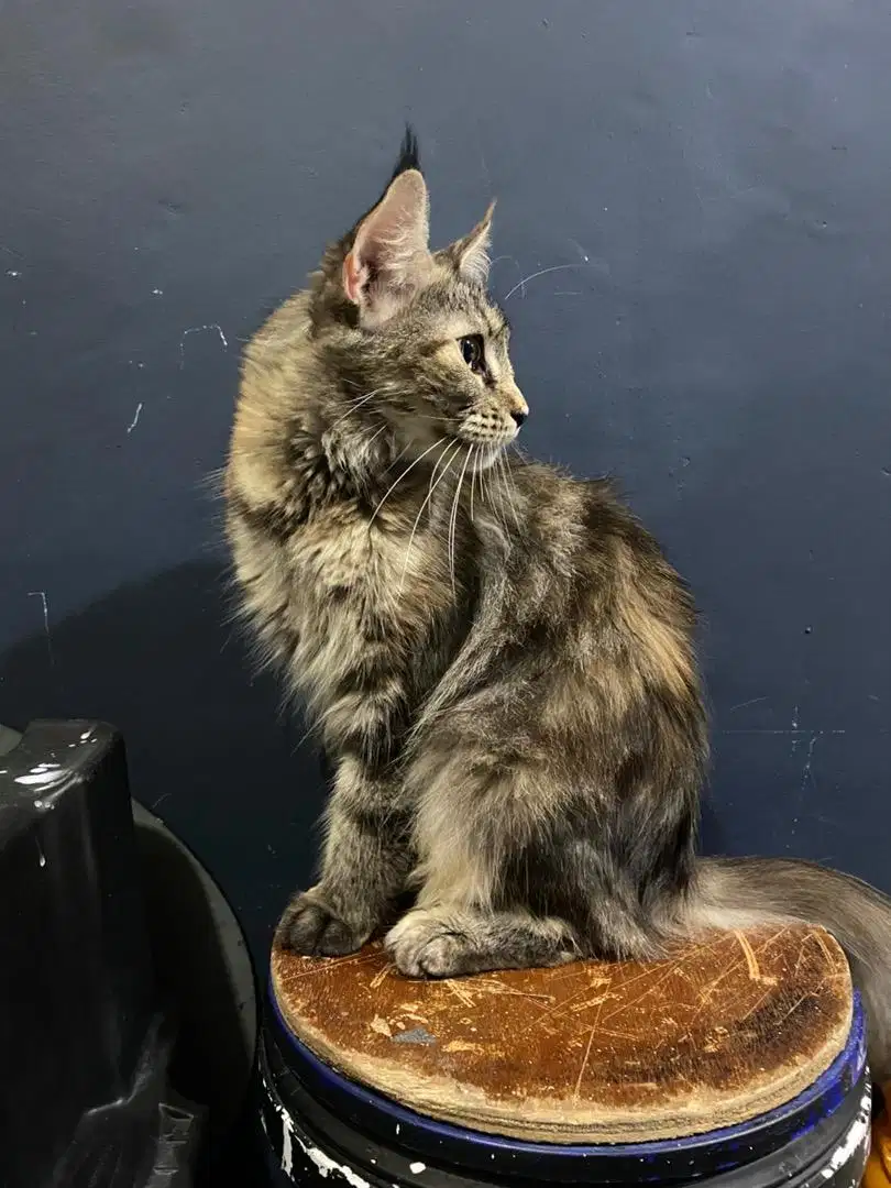 Kucing mainecoon