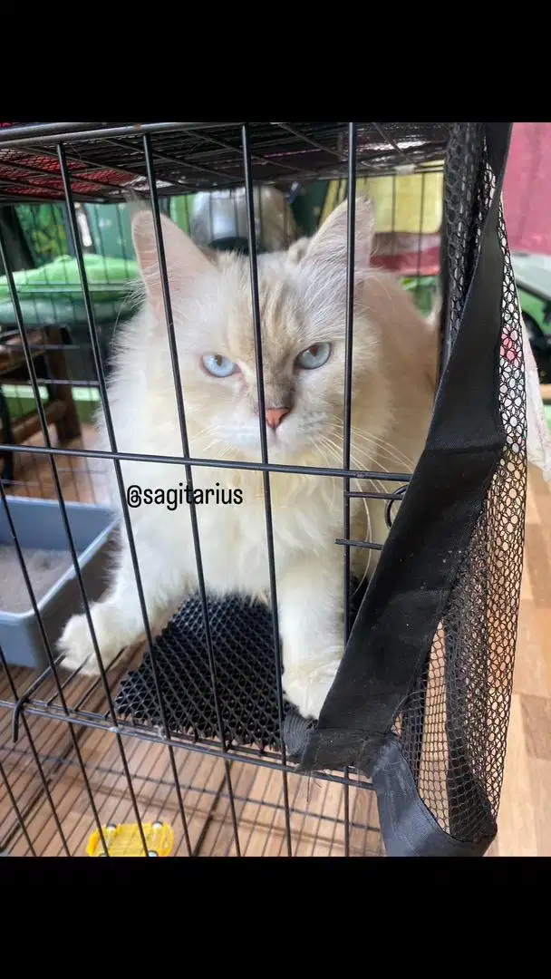 Lepas Adopt kucing