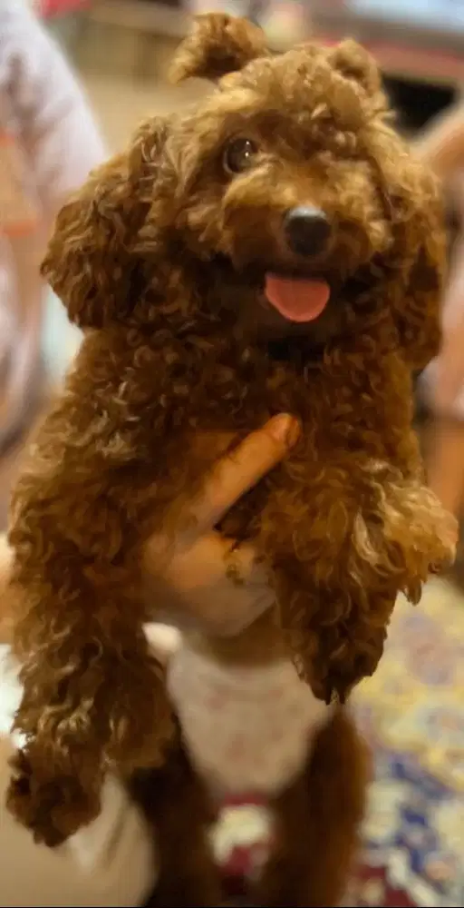Si mungil Red Toy Poodle