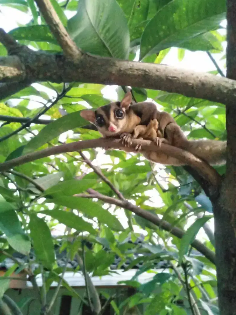 Sugar glider jantan jago kimpoy galak