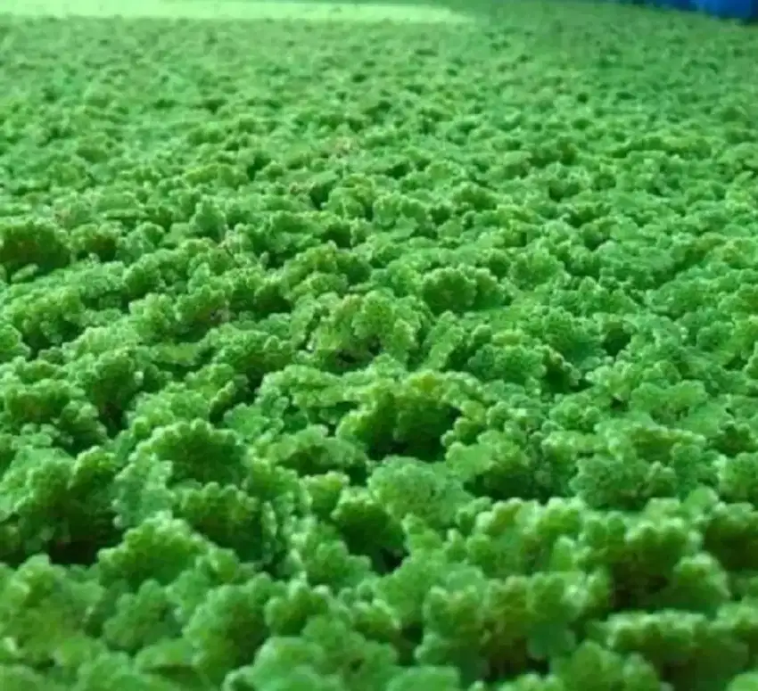 Rumput Azolla Pakan Ternak