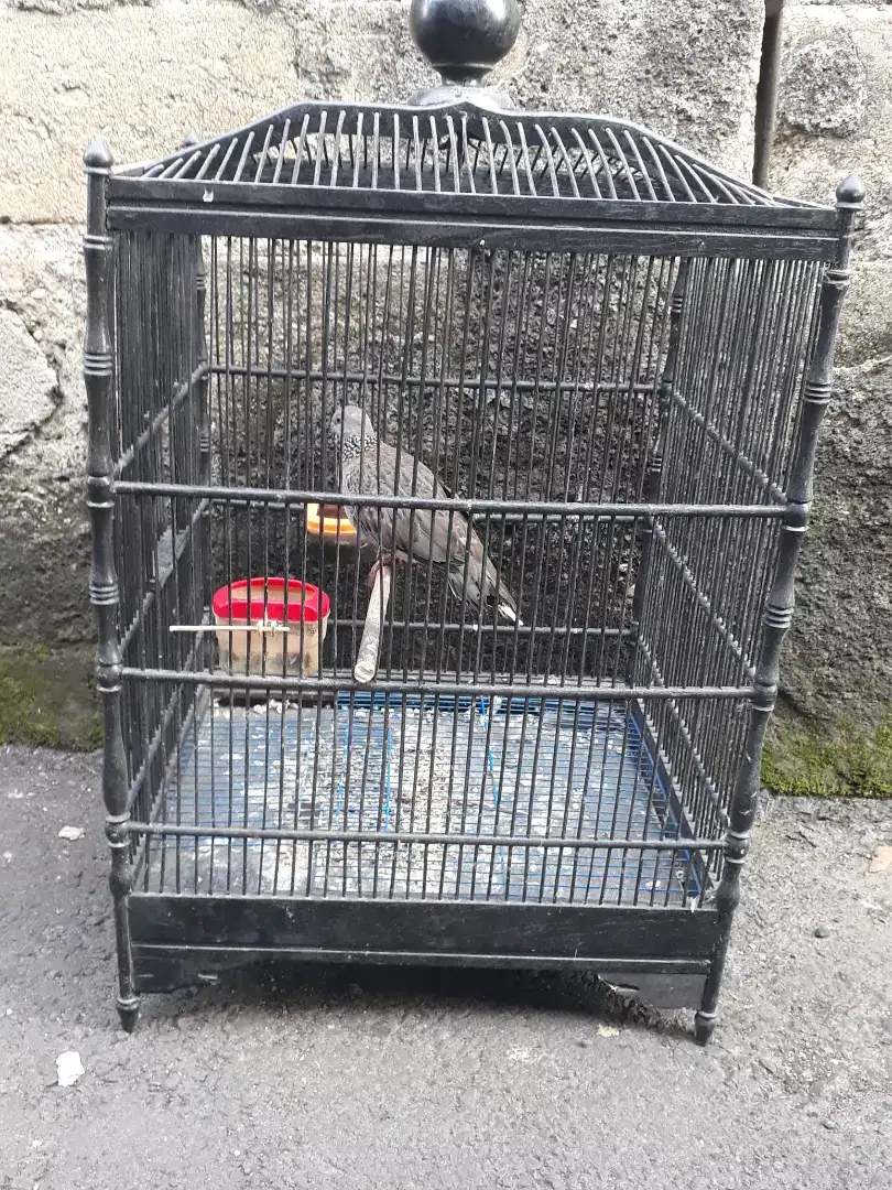Jual Burung Tekukur