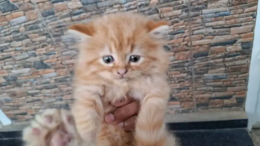 Lepas Adopt Kucing Turunan Peaknose+Flatnose (Sekalian Kandang)