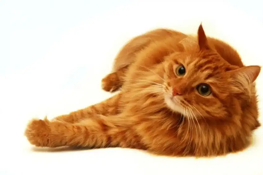 Oper adopsi kucing Persia jantan