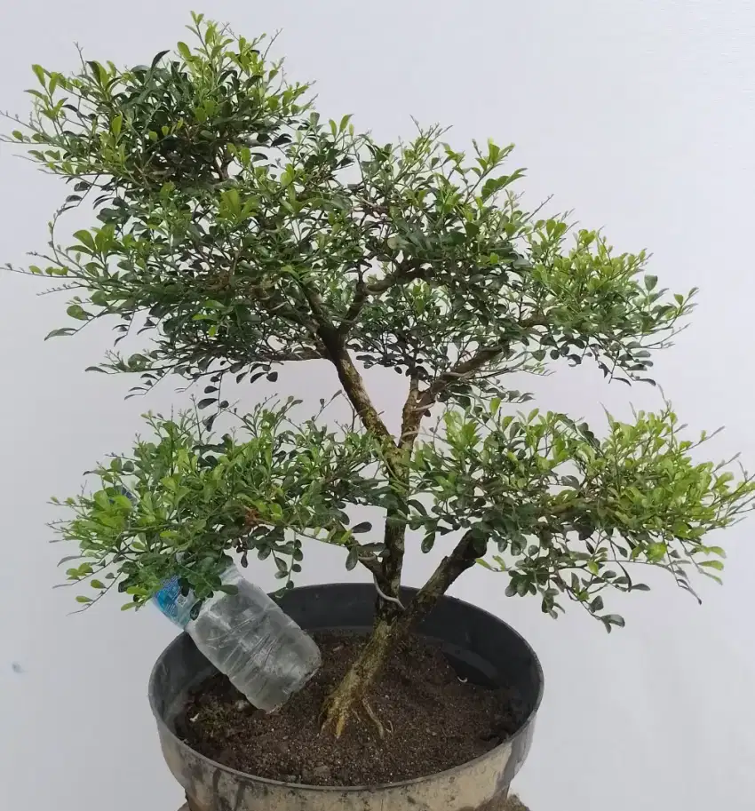 Bonsai kemuning mikro
