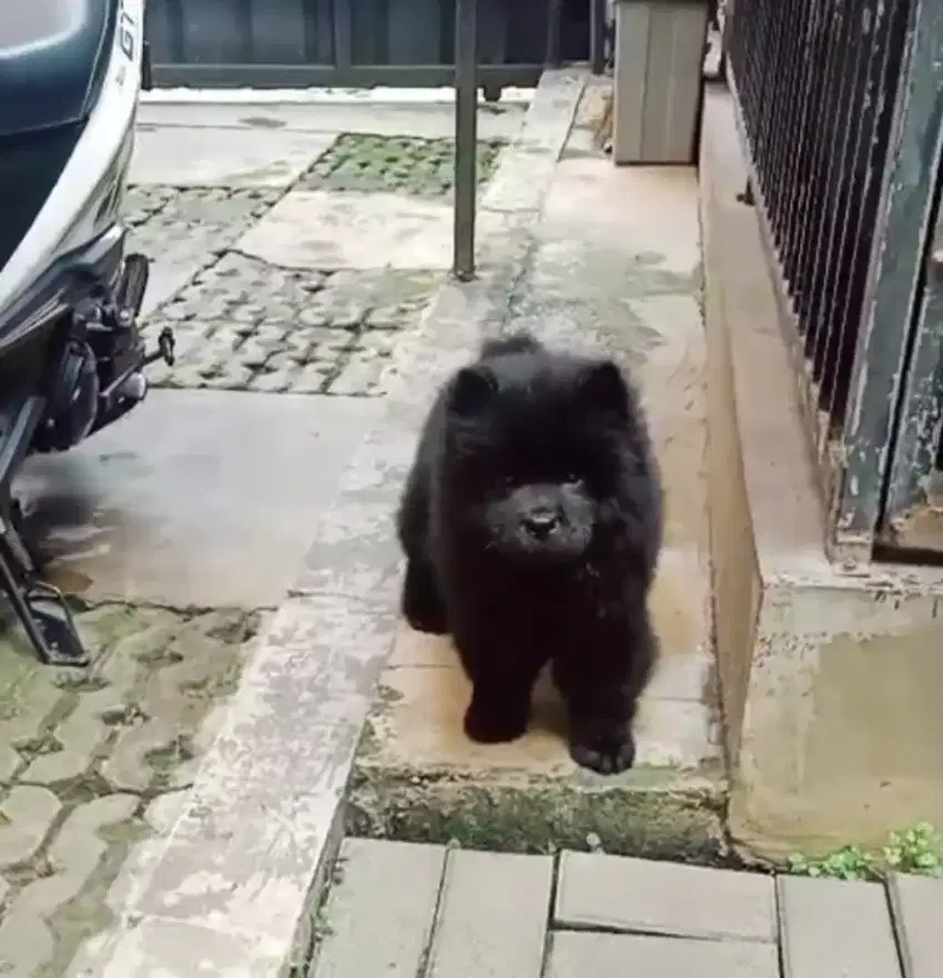 Chow chow betina murah