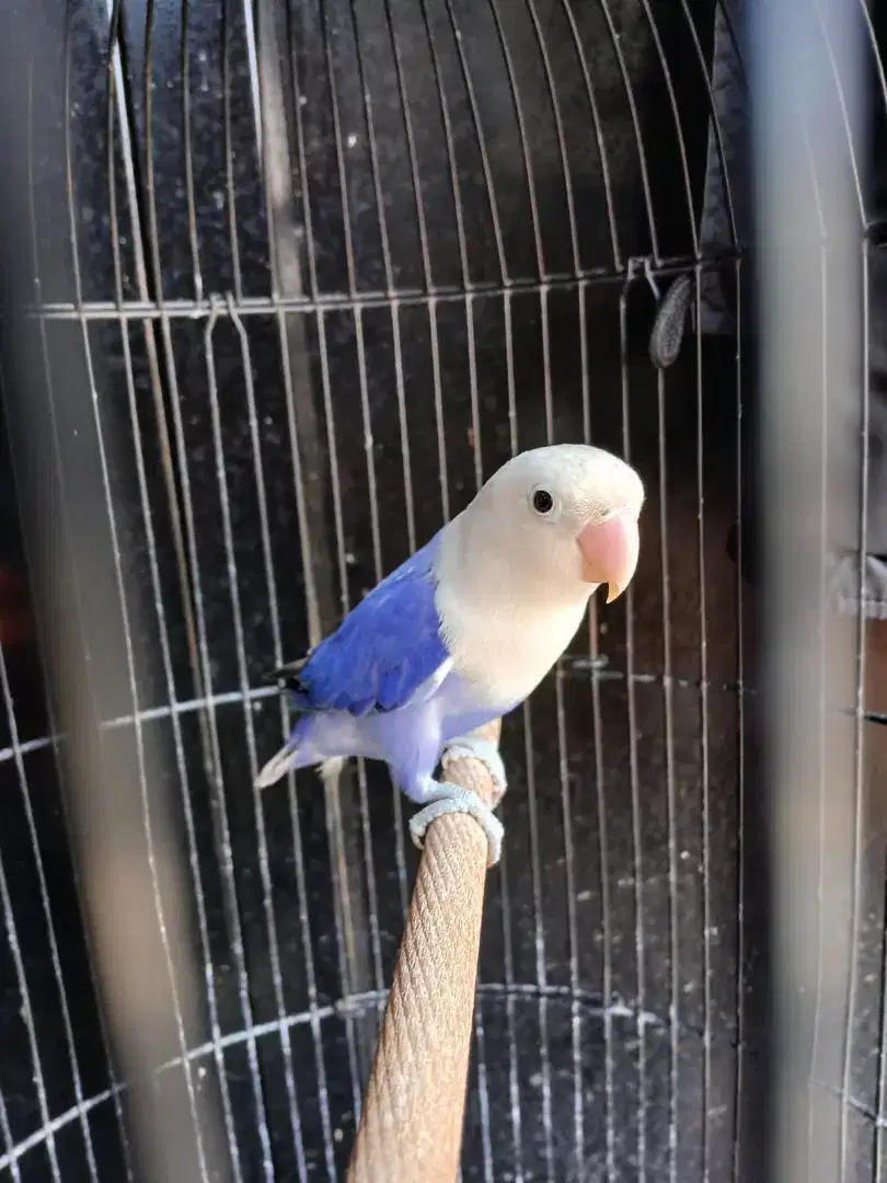 Lovebird biola violet jantan