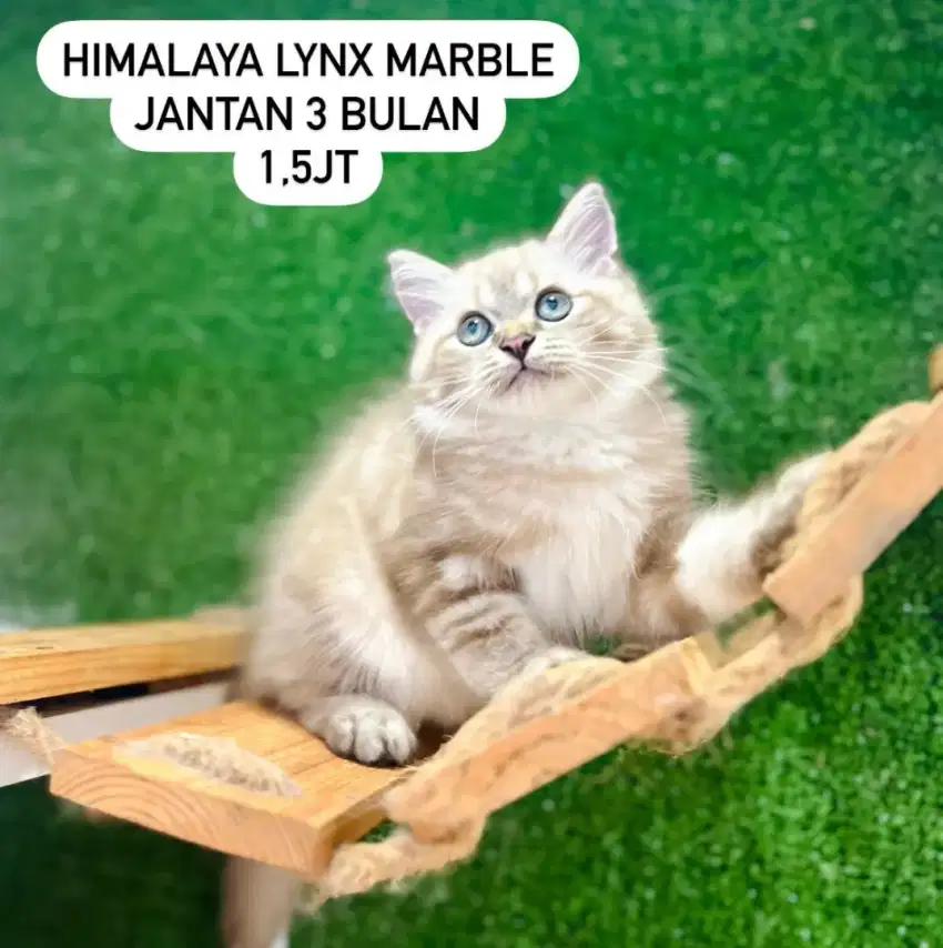 Kucing kitten persia lucu lucu bisa cod