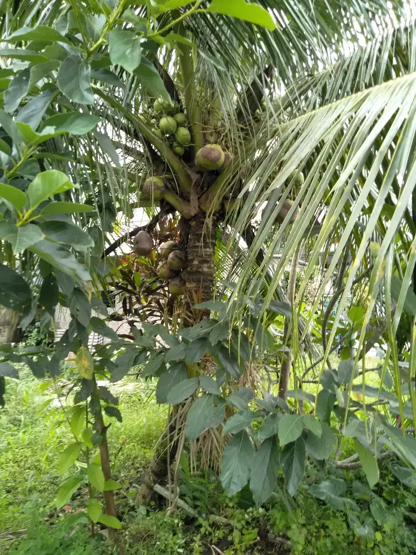 Pohon klapa hijau hibrida