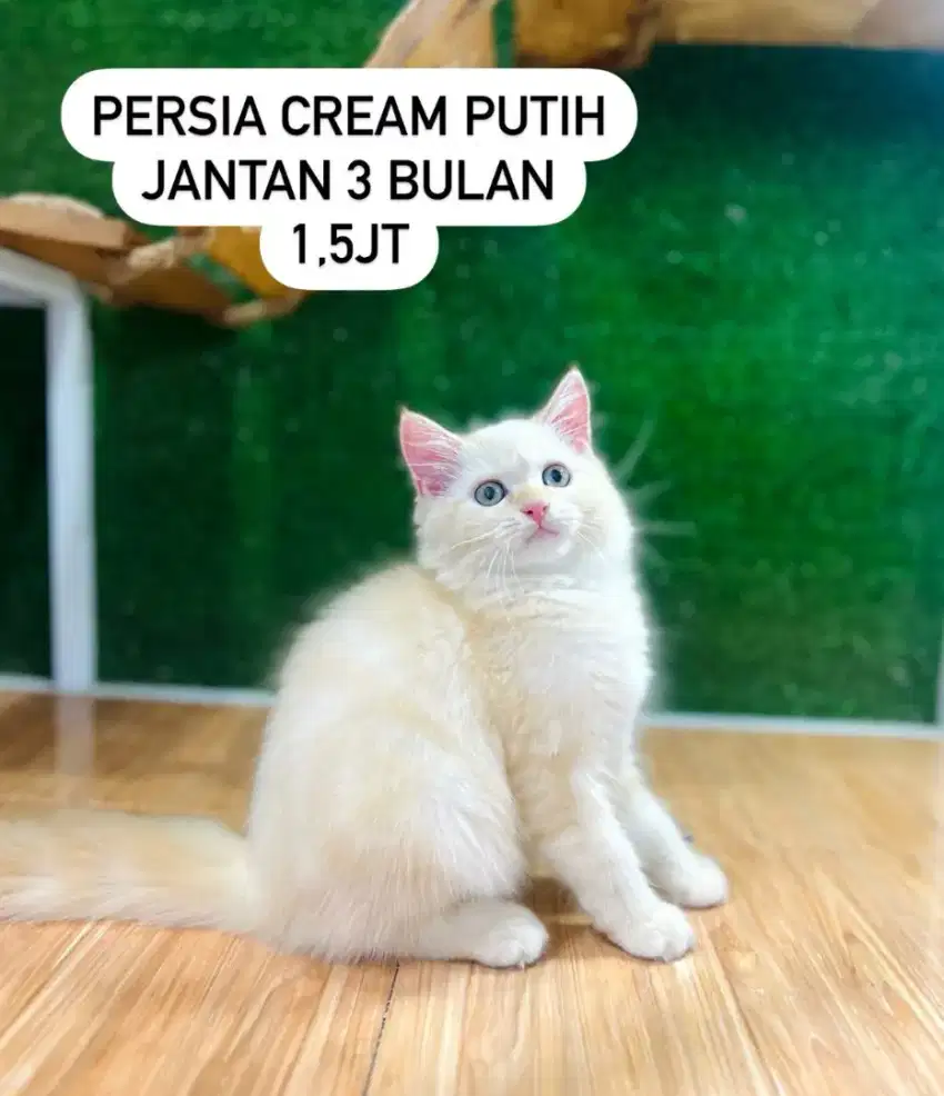 Kucing kitteen persia lucu lucu bisa cod