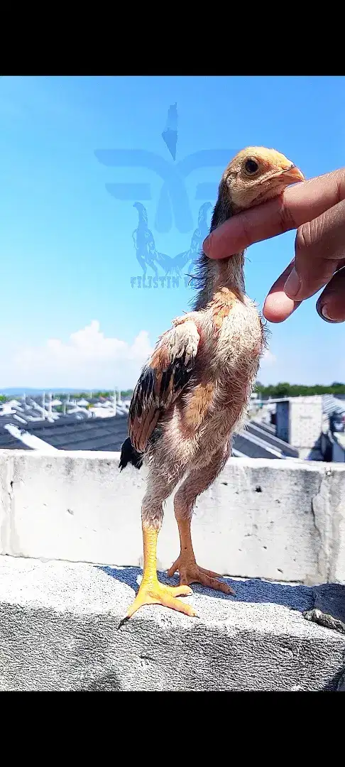 Ayam Shamo Anakan Keren
