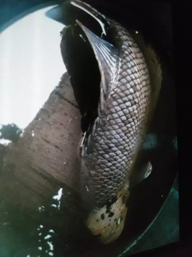 Ikan gurame besar & lele albino besar