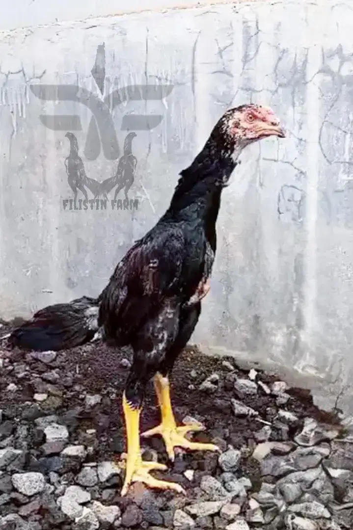 Ayam Shamo Usian 2 Bulan lebih