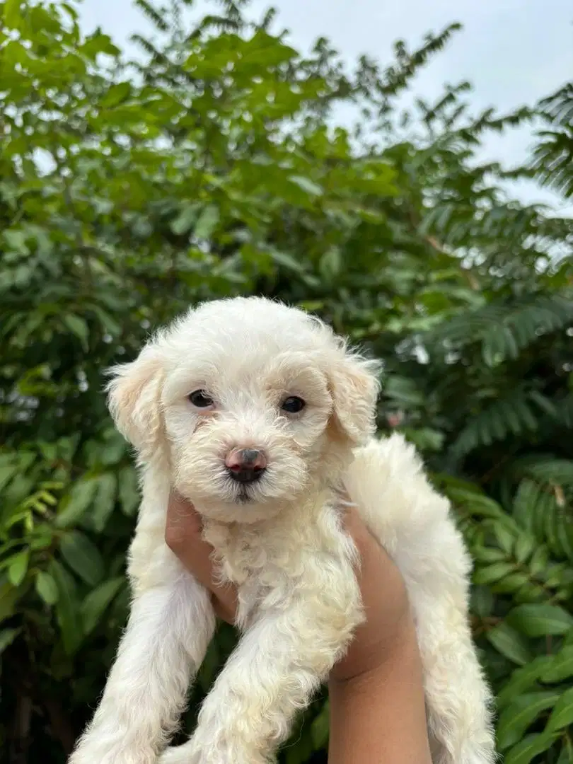 ANAK ANJING MALTIPOO MALTESE MIX POODLE JANTAN