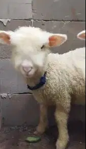 sepasang cempe domba merino superan 4 bulan shaun the sheep ngegemesin