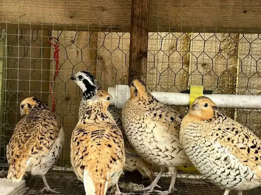 Burung Puyuh Hias Mexican GoLd