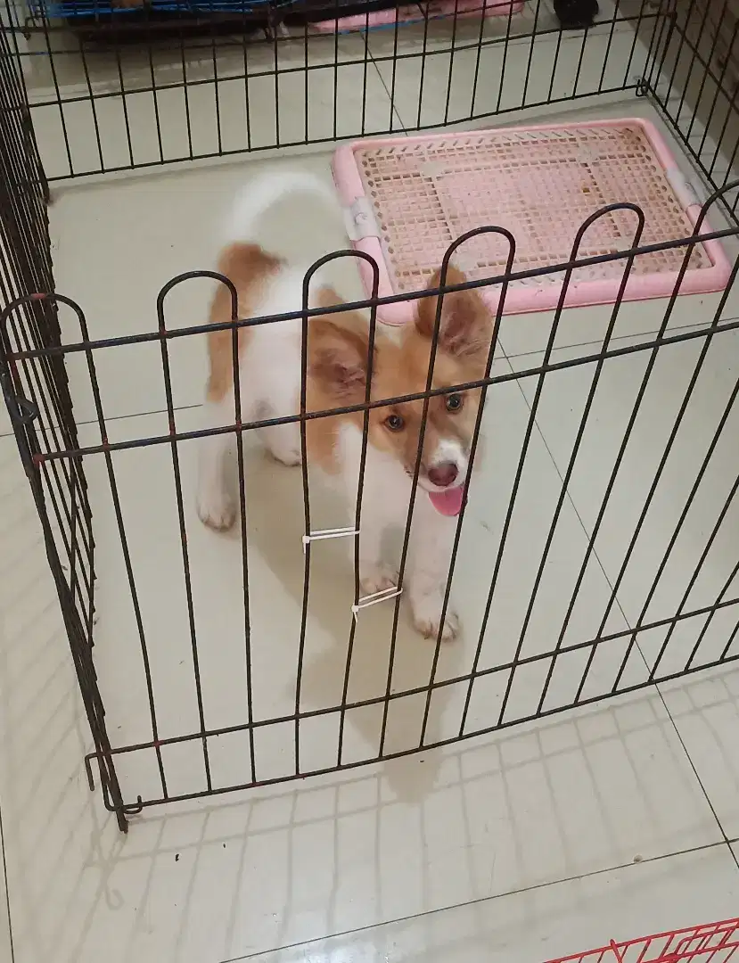 Anak Anjing Corgi X Chihuahua