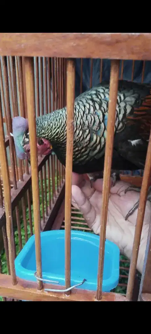 Ayam Hutan Hijau