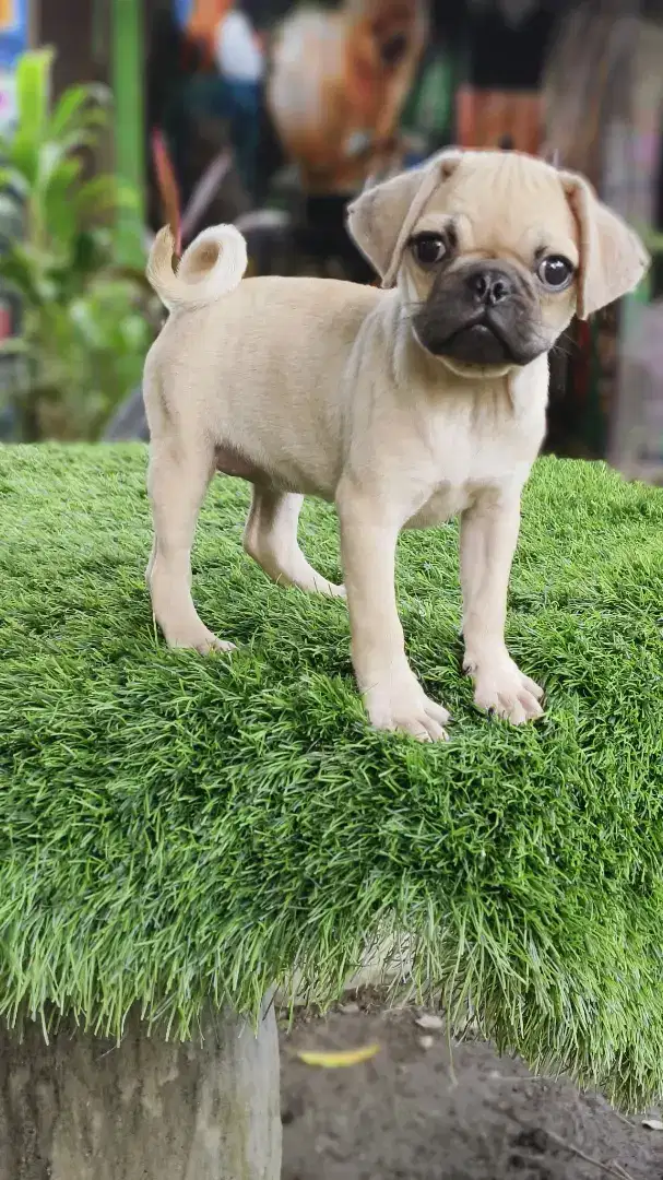 Pug UMR 2bln udh vaksin