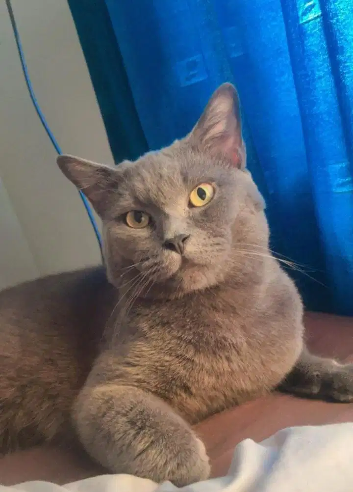 Bsh non ped British shorthair