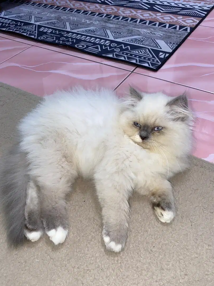 Kitten midoll jantan
