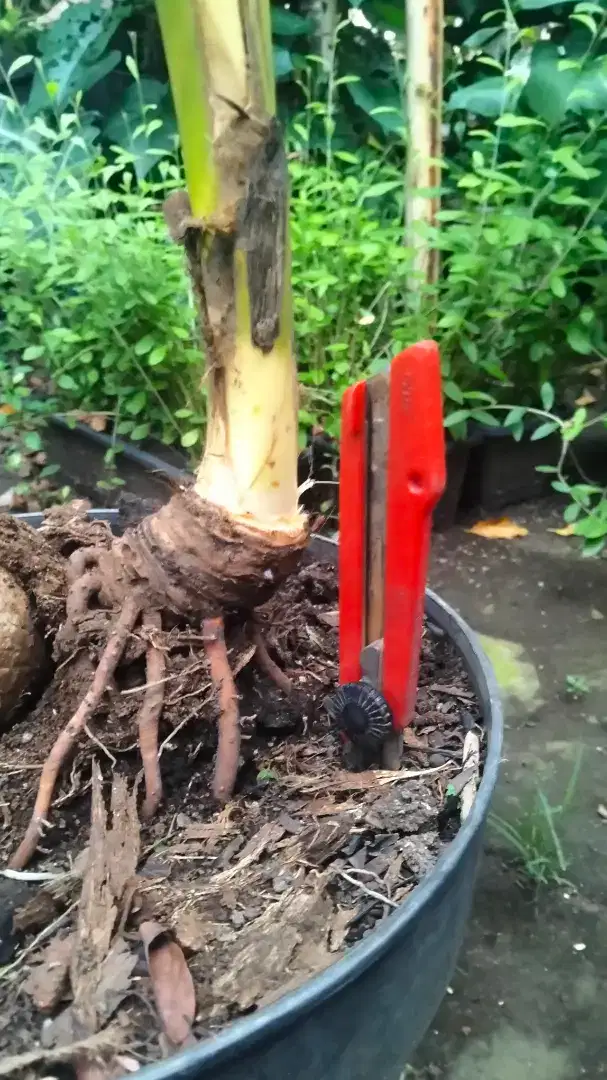 Di jual bibit pohon kelapa gading kuning