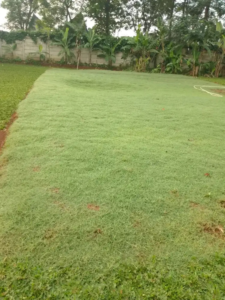 Jualan rumput golf.dan rumput gajah mini