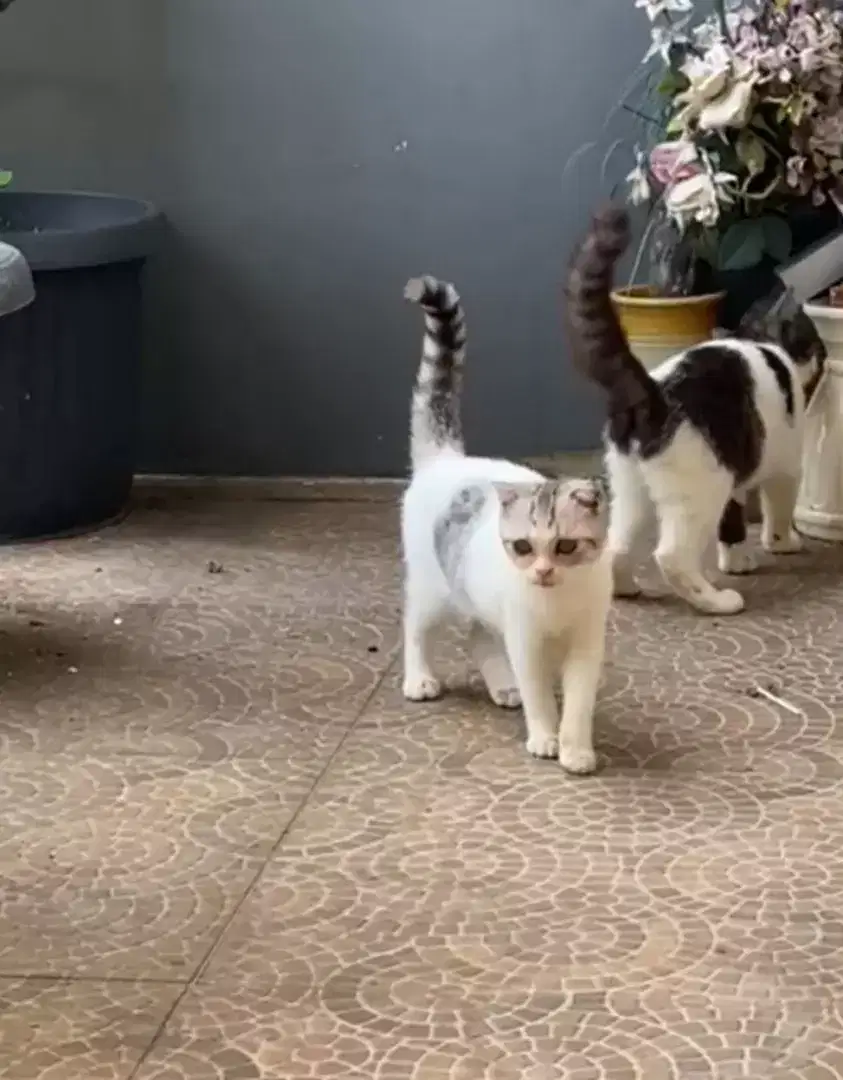 Sua Scottish fold