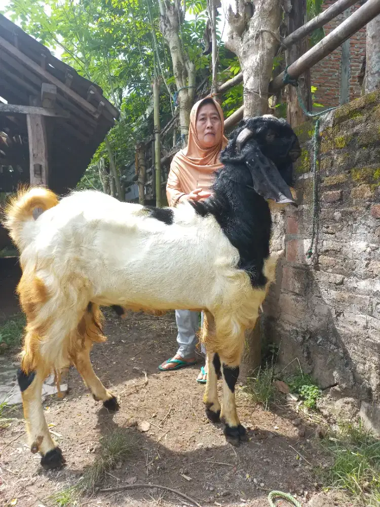 Kambing qurban jumbo