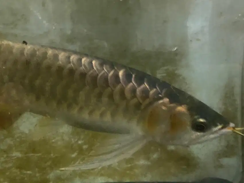 ikan arwana super red