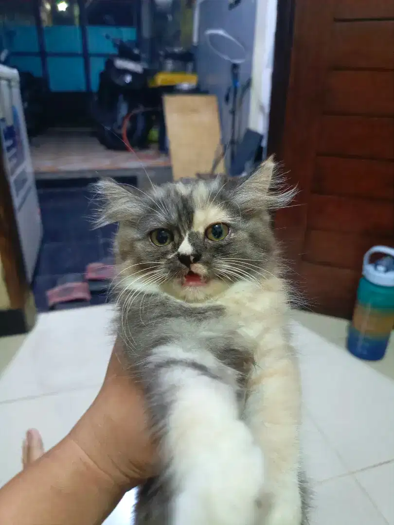 Kitten persia calico