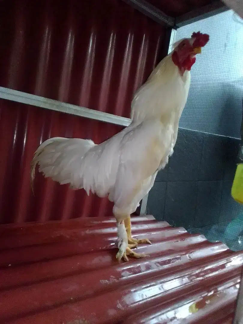 Ayam Jago Putih Muda