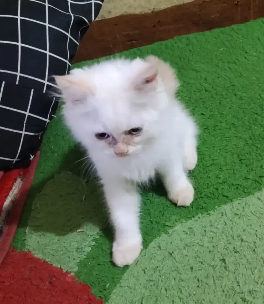 Open adopsi anak kucing