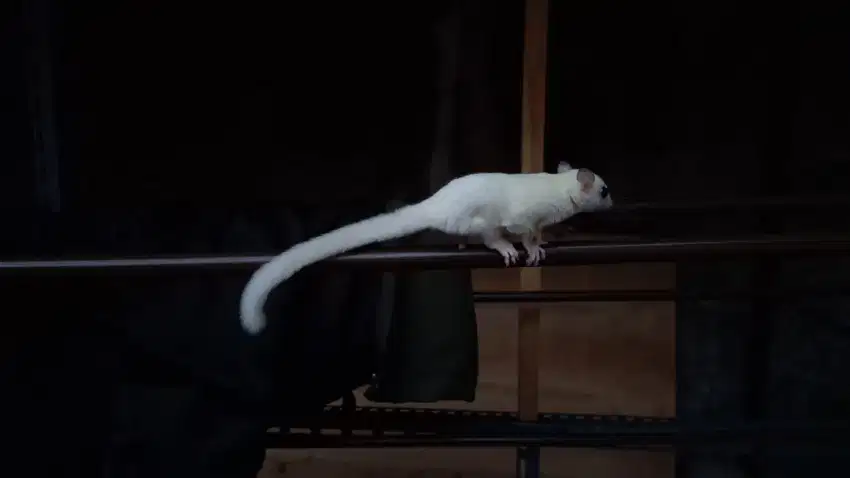 Sugar glider jantan leucistic