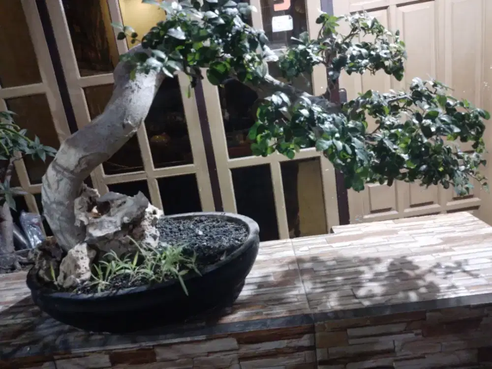 Tanaman bonsai serut